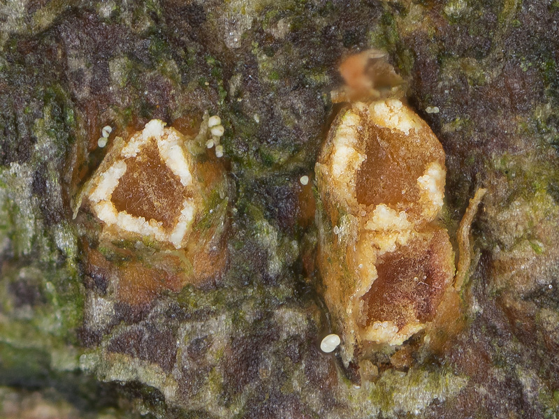 Pezicula ocellata